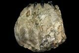 Partial Southern Mammoth Molar - Hungary #111859-1